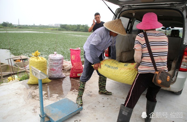 Củ ấu của chị Vương Trung Nữ được chuyển đến bán ở Thượng Hải, Nam Kinh và Tô Châu cùng nhiều nơi khác. Giá bán khoảng 6 tệ/0,5kg (~19.000 đồng/0,5kg).
