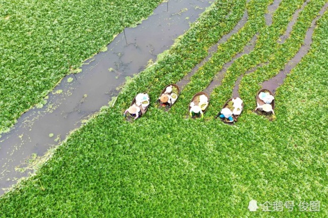 Có ngày chị Vương Trung Nữ đưa ra thị trường khoảng 1 tấn củ ấu và thu về hơn 10000 nhân dân tệ (hơn 33 triệu đồng).
