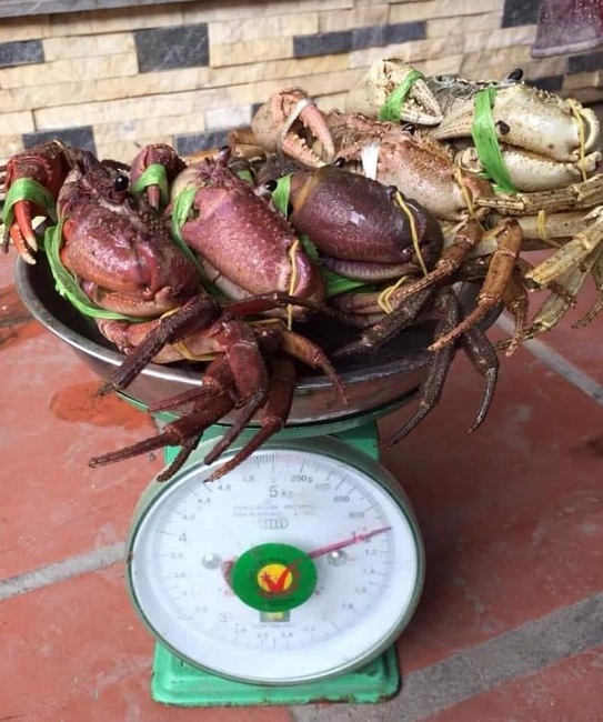 Mỗi con cua núi&nbsp;có thể nặng tới 200g.