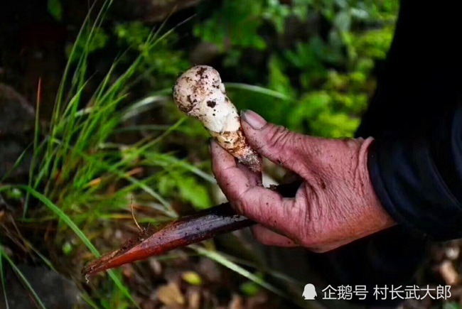 Thứ này không quá xa lạ nhưng chúng vẫn là hàng hiếm. Bởi, chúng chỉ mọc trong những khu rừng già.
