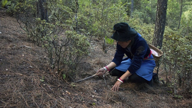 Yangzom Drolma (sống ở Trung Quốc) lên núi từ 5h sáng để tìm nấm Matsuake. Loại nấm này được bán với giá cao ở chợ. Nếu đến sớm hơn những người khác, cô sẽ tìm được những cây nấm ngon, chất lượng tốt.
