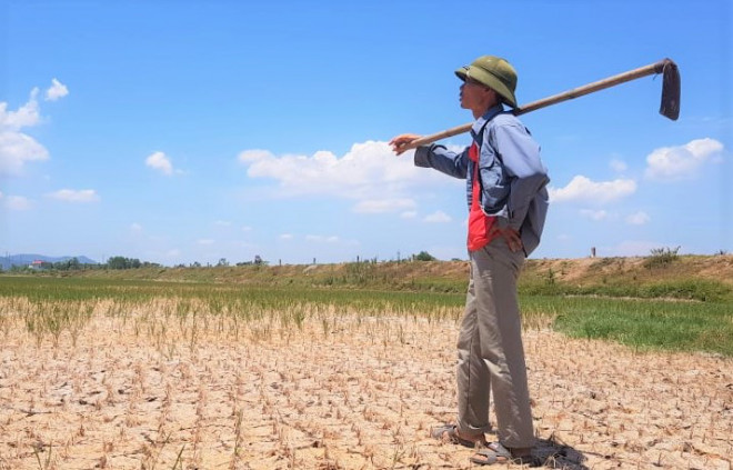 Nông dân huyện Nông Cống, tỉnh Thanh Hóa bất lực nhìn cánh đồng lúa mới cấy đã chết khô do hạn hán