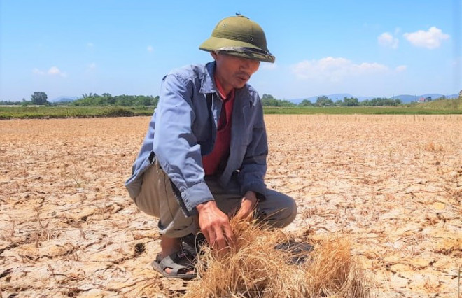 Ông Nguyễn Văn Sơn, ngụ thôn 3, xã Tế Nông cho biết, vụ này gia đình anh cấy được 1 mẫu (0,5 ha). Tuy nhiên, do thiếu nước tưới, hiện đã có 5 sào lúa chết khô