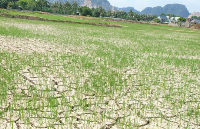 Còn đây là cánh đồng lúa tại xã Trung Chính, huyện Nông Cống. Nếu trời không mưa, khoảng ít ngày nữa những cánh đồng lúa này cũng sẽ chết khô