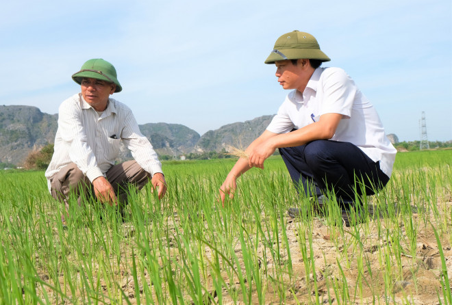 Ông Lê Xuân Quế, Phó chủ tịch UBND xã Trung Chính, huyện Nông Cống (bên phải), bất lực nhìn cánh đồng lúa đang lên xanh có nguy cơ chết cháy do thiếu nước, đồng đã bắt đầu khô, nứt nẻ