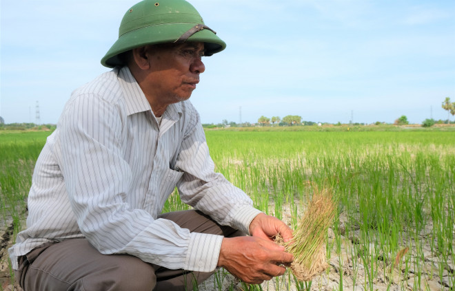 “Mấy chục năm rồi mới có đợt nắng nóng kéo dài như thế này. Nếu nắng nóng kéo dài thêm từ 5 đến 7 ngày nữa thì nguy cơ lúa chết sạch. Tôi đã đầu tư máy bơm dầu dã chiến để bơm nước lên ruộng cứu lúa, nhưng hiện nay không có nước để đặt máy bơm…” - ông Nguyễn Bá Trung, thôn Thanh Sơn, xã Trung Chính, nhà có tới 5 ha lúa, xót xa nói