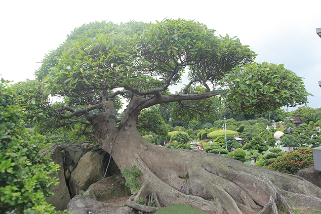 Được biết sung là một loại cây cảnh được Việt từ xa xưa đã liệt vào hàng tứ quý "Vạn - Lộc -Đa -Sung"

