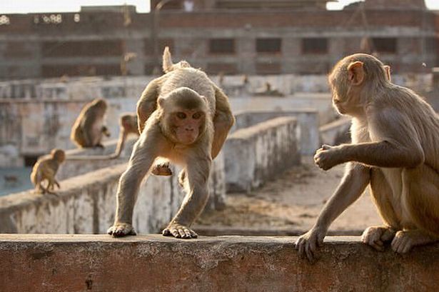 Ấn Độ là nơi sinh sống của rất nhiều khỉ hoang (ảnh: Daily Star)