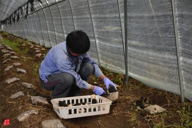 Trương Kiện nhận trách nhiệm về gặp gỡ, trao đổi với khách hàng, còn Lưu Thiếu Pha đảm nhận phần việc về kỹ thuật và trồng nấm.&nbsp;
