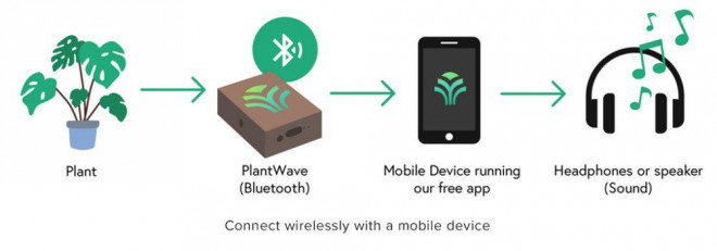Bằng cách nâng tầm công nghệ có sẵn, startup giúp cây xanh bày tỏ nỗi lòng cho con người được lắng nghe. Ảnh: DataGarden.