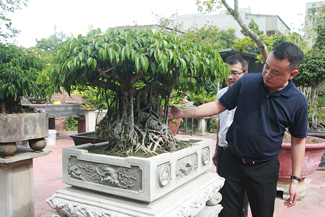 Anh Đổng Trọng Tỉnh (Đông Anh, Hà Nội) cho biết trên rễ cây sanh cổ trong vườn nhà anh có hoa Ưu Đàm nở vào tháng 5/ 2018

