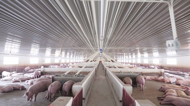 Giá thịt lợn đứng ở mức cao giúp các doanh nghiệp chăn nuôi thu lãi lớn