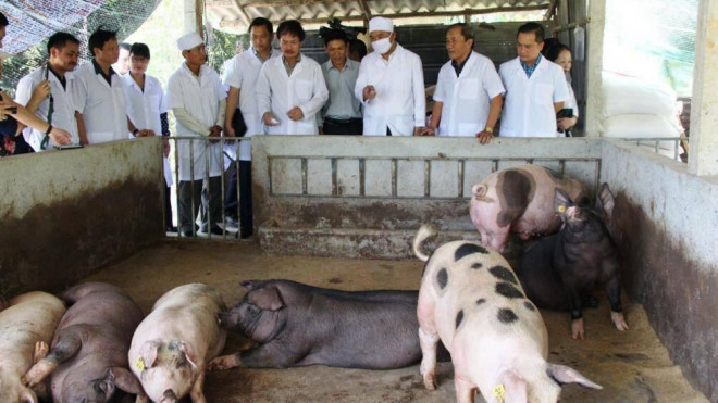 Tái đàn bằng nguồn lợn sạch, chăn nuôi an toàn sinh học đang được ngành nông nghiệp khuyến khích người nuôi. Tuy nhiên, việc này được cho là chưa tạo môi trường cân bằng khi chỉ có "ông lớn" mới đủ sức tham gia. Chính sách tạo thuận lợi cho "ông lớn"