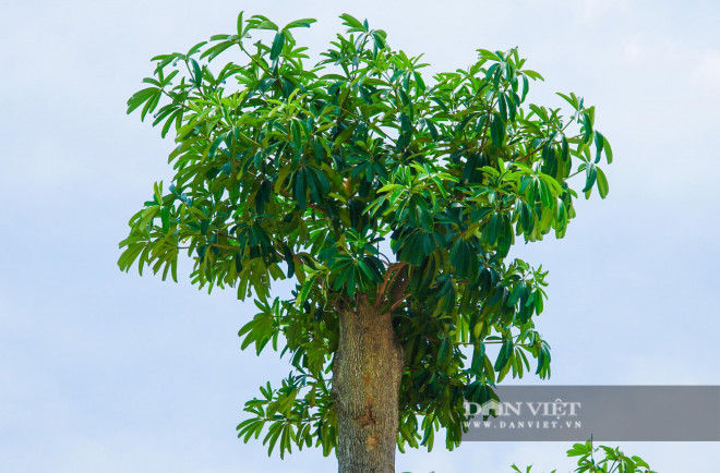 Hoa sữa là cây dạng thân gỗ, có thể cao tới 50m. Bông hoa nhỏ, màu trắng đến vàng nhạt, nở từ tháng 6 đến tháng 11, có mùi thơm. Quả cây dài, có túm lông màu trắng.