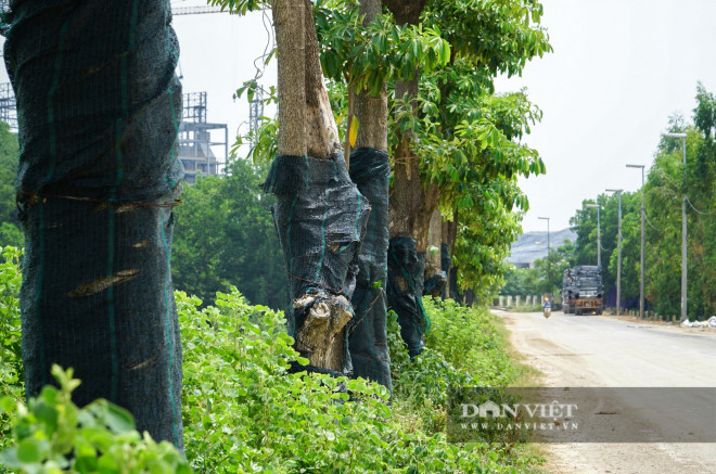 Tại đây, khu vực trồng hoa sữa rộng rãi, cách xa nhà dân nên khi ra hoa sẽ không ảnh hưởng đến đời sống sinh hoạt của họ.