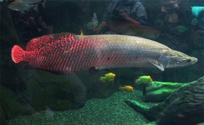 Một gia đình ở Tây Ninh bắt đầu nuôi cá hải tượng từ năm 2008 với con cá giống bé như ngón tay cái, dài khoảng 15cm có giá tiền là 1,5 triệu đồng/con. Thức ăn chính của con vật này là cá nhỏ ở sông, sản lượng 5kg/ngày.
