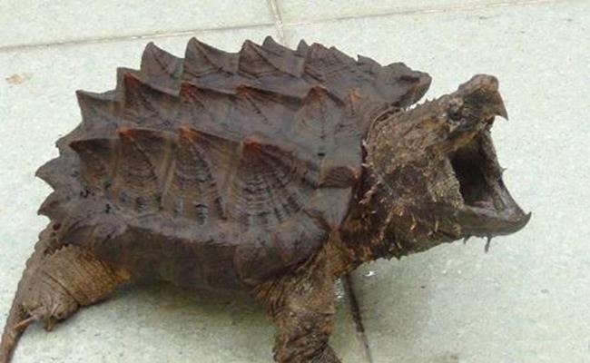 Loài rùa này sống ở vùng nước ngọt và được mệnh danh là loài rùa lớn nhất thế giới. Nhưng khi được nhân giống đưa vào Việt Nam, rùa chỉ có size nhỏ đến rất nhỏ, khoảng trên dưới 20cm/con. Giá bán loài rùa này rơi vào khoảng trên dưới 1 triệu đồng đến hàng chục triệu đồng/con, tùy loại và kích cỡ.
