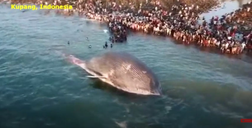 Con cá voi xanh khổng lồ nặng 100 tấn đã chết từ 3 - 4 ngày trước.