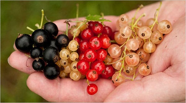 Nho chuỗi ngọc có màu đỏ, hồng, đen... Tên khoa học là Ribes nigrum,&nbsp;tên tiếng Anh là black currant, tiếng Pháp là cassis.
