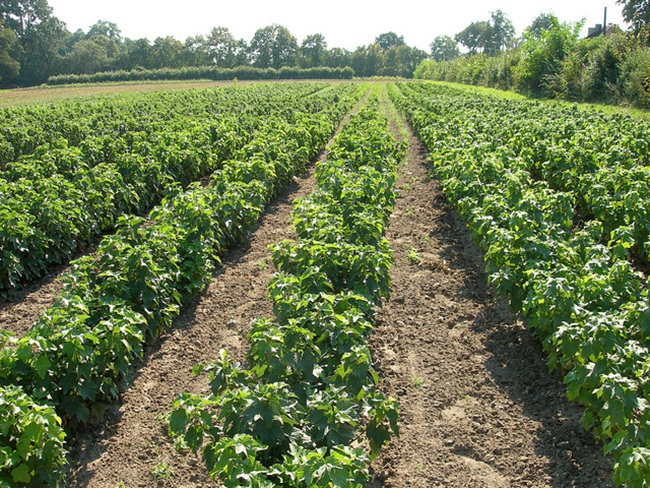 Cây dễ trồng, dễ sống và quả được thu hoạch từ đầu đến giữa mùa hè. Hiện cũng có nhiều gia đình trồng để thu hoạch quy mô lớn.
