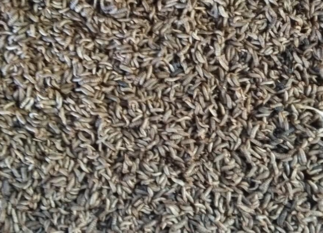 Mỗi ngày Thành Vinh có khoảng 300kg ấu trùng ruồi lính đen để phục vụ mô hình chăn nuôi của mình