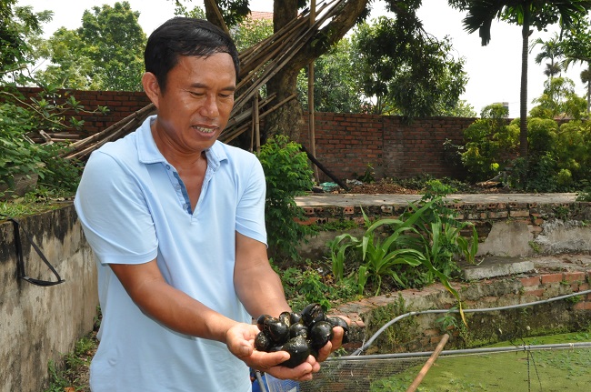 Thành công từ mô hình nuôi ốc nhồi trong ao bèo, ông Dũng thu về được trên 500 triệu đồng/năm.