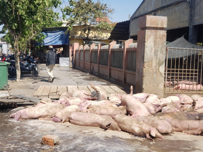 Ghê rợn cảnh hàng chục con lợn chết nằm la liệt trước cổng vào lò mổ - 1