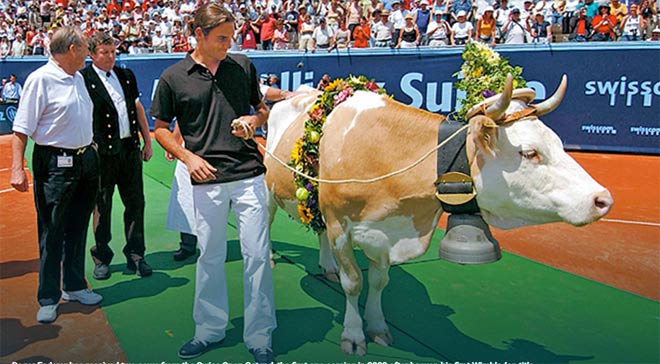 Federer từng có đến 2 lần nhận được những chú bò khi dự giải Swiss Open ở Gstaad (Thụy Sĩ)