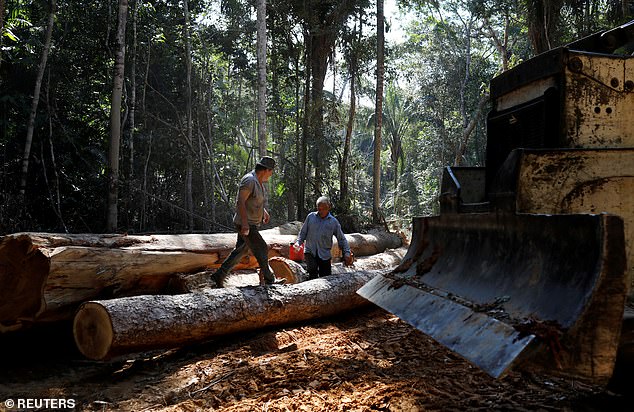 Nạn phá rừng là vấn đề gây nhức nhối trên toàn cầu.