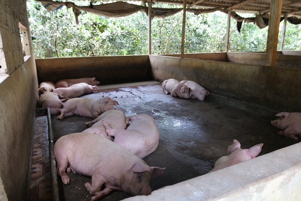 Thái Lan hạn chế xuất khẩu lợn thịt, nhiều người lo ngại giá lợn trong nước sẽ tăng trong thời gian tới