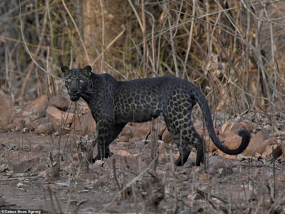 Báo đen do đột biến sắc tố lộ diện tại khu bảo tồn ở Ấn Độ.