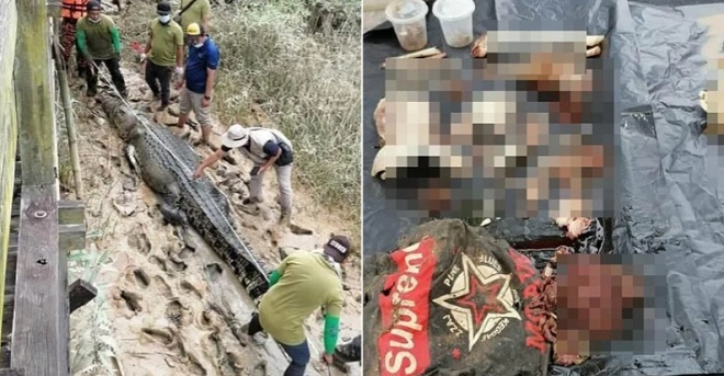 Cá sấu khổng lồ dài 4,7 mét và mảnh thi thể nạn nhân xấu số tìm thấy bên trong.