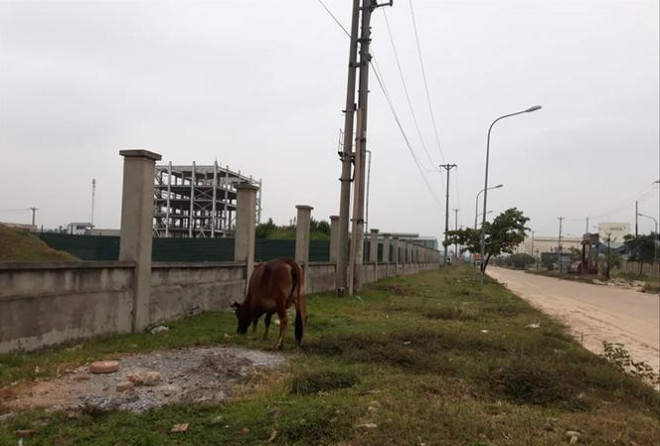 KCN Nam Phổ Yên (Thái Nguyên) thành nơi chăn thả trâu bò