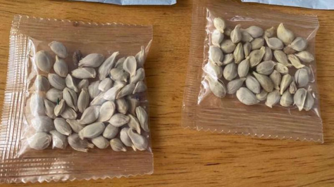 Hơn 1.000 hộ gia đình ở Mỹ nhận các gói hạt giống bí ẩn gửi từ Trung Quốc. Ảnh: REUTERS