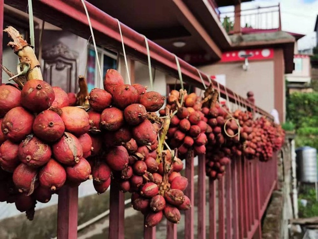 Thảo quả vừa thơm, vừa ngọt lại&nbsp;cay, được coi&nbsp;là&nbsp;“nữ hoàng” của các loại gia vị và nó cũng&nbsp;là&nbsp;dược liệu tuyệt vời.
