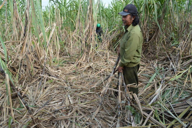 Cây trồng của người dân từng bị 2 con voi rừng này tàn phá