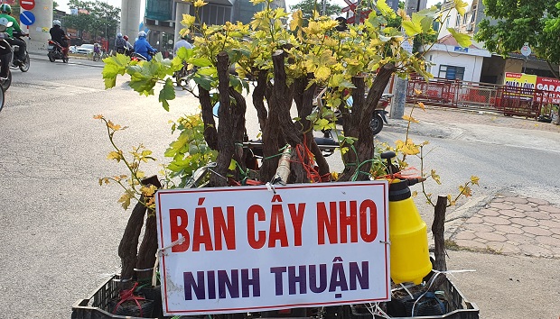 Những cây nho cổ thụ được bày bán dọc các con đường khắp các tỉnh thành với tấm biển “cây nho Ninh Thuận”.