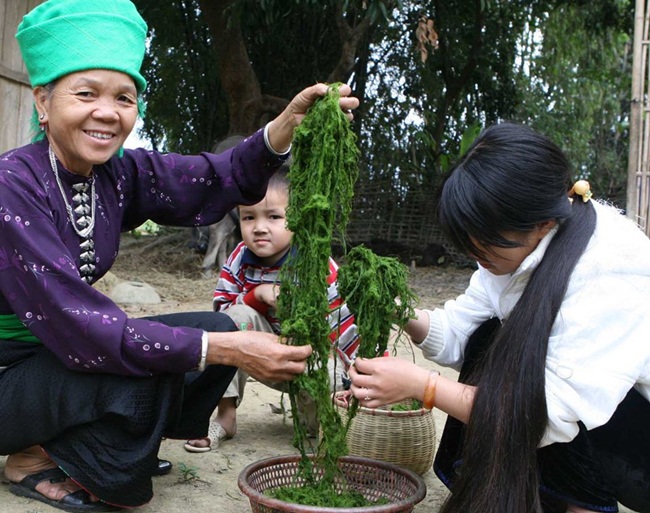 Nếu muốn lấy được rêu, người nhặt rêu phải đi dọc các khe suối có nhiều đá, khá gập ghềnh và trơn trượt. Việc nhặt rêu có thể kéo dài cả ngày trời.
