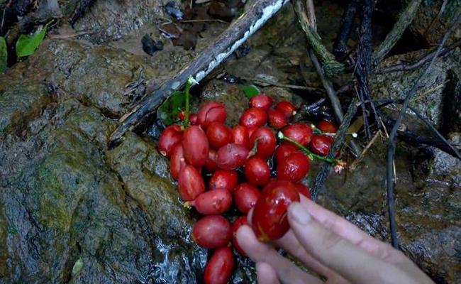 Người dân thường khai thác thân cây dạng dây leo, chặt thành từng khúc rồi bán cho thương lái Trung Quốc hoặc các đầu nậu thu gom trong nội địa rồi xuất tiểu ngạch sang phía bên kia biên giới.
