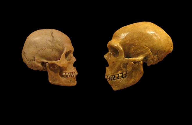 Nhiều vị tổ tiên khác loài Neanderthals của chúng ta còn mang trong mình gene của một loài người khác, để lại trên thế giới những đứa con mang dòng máu 3 loài khi hôn phối với Homo sapiens cổ đại. Bên trái là hộp sọ Homo spiens, bên phải là hộp sọ Neanderthals - ảnh: SCIMEX