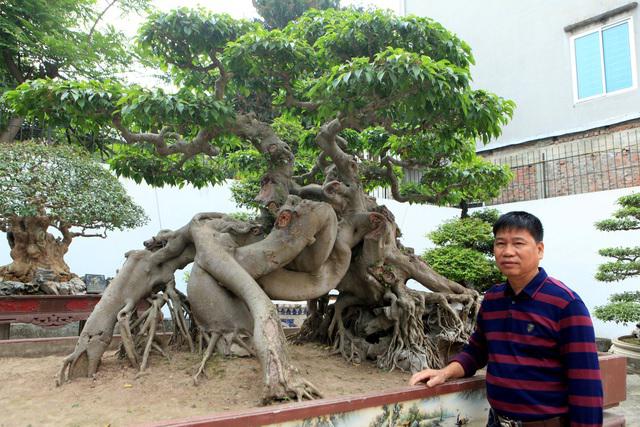 "Siêu" cây sanh “Ngọa hổ tàng long” được biết đến là cây “quý”, có giá trị đắt đỏ bậc nhất hiện này