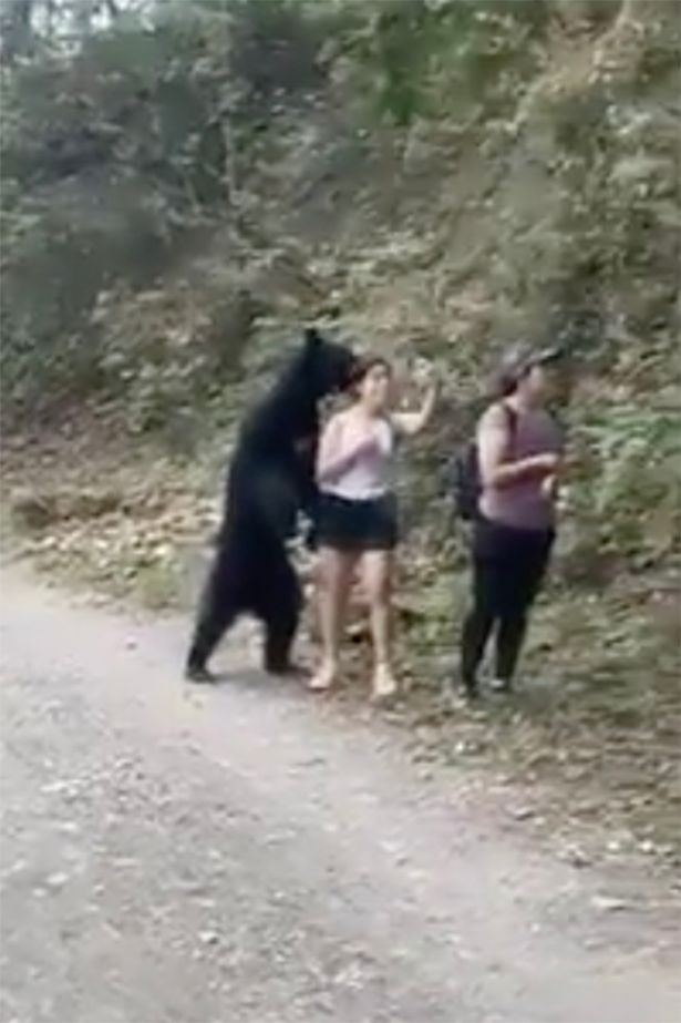 Con gấu đen xuất hiện trong bức ảnh gây sốt thời gian qua.