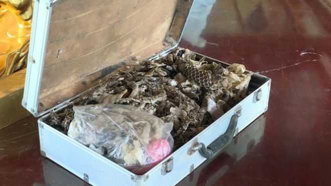 Theo cơ quan điều tra, Chu Xuân Thu (SN 1946, chồng Hòa) đã giúp sức đắc lực cho vợ. Thu đã thu mua rắn rồi cạo nọc độc, bẻ răng sau đó nhét đá màu (giả làm ngọc quý) để chuẩn bị cho các kịch bản lừa đảo giúp vợ. Qua đó, trong các buổi cúng tâm linh, Hòa bắt rắn nhả ngọc quý để tạo lòng tin với người xem. Trong ảnh: Cảnh sát phát hiện nhiều xác rắn độc tại nơi ở của vợ chồng Hòa.