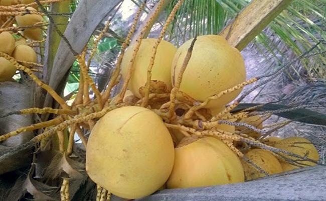 Dừa Adona cho ra trái rất nhanh, chưa đến 2 năm đã trổ buồng. Mỗi cây có thể trổ nhiều buồng cùng lúc.
