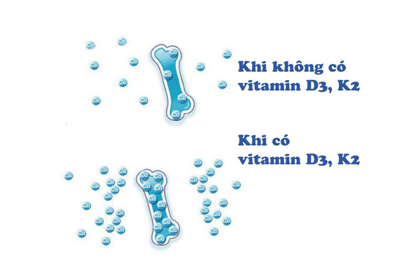 Vitamin D3, K2 giúp hiệu quả hấp thu và gắn vào xương đạt tối đa