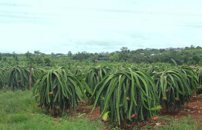 Nông dân Đắk Lắk điêu đứng vì thanh long rớt giá còn 2.000 đồng/kg - 4