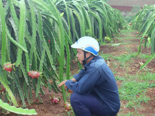 Giá thanh long tại vườn còn 2.000 đồng/kg, hái cũng lỗ, không hái thì xót.