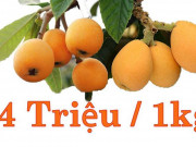 Thị trường - Tiêu dùng - Cây mọc dại ven đường đột nhiên &quot;sốt&quot; 4 triệu/kg, người bán thu tiền mỏi tay