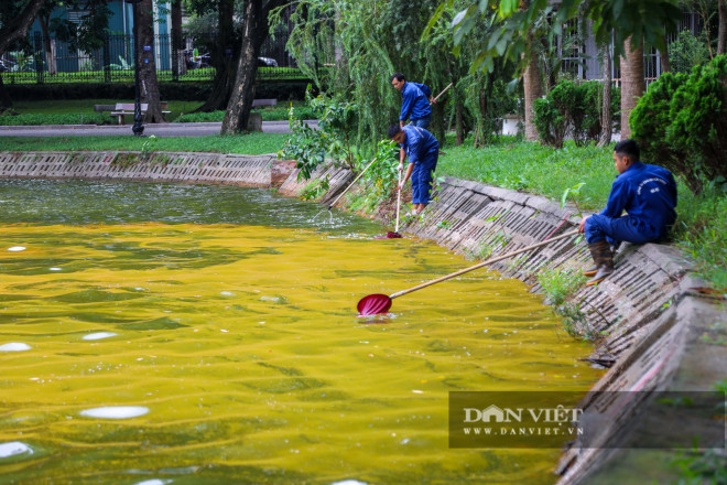 Kể từ ngày xảy ra hiện tượng này, các nhân viên vườn Bách Thảo Hà Nội phải thường xuyên gom, vớt lớp váng này để giữ vệ sinh cho nước hồ.