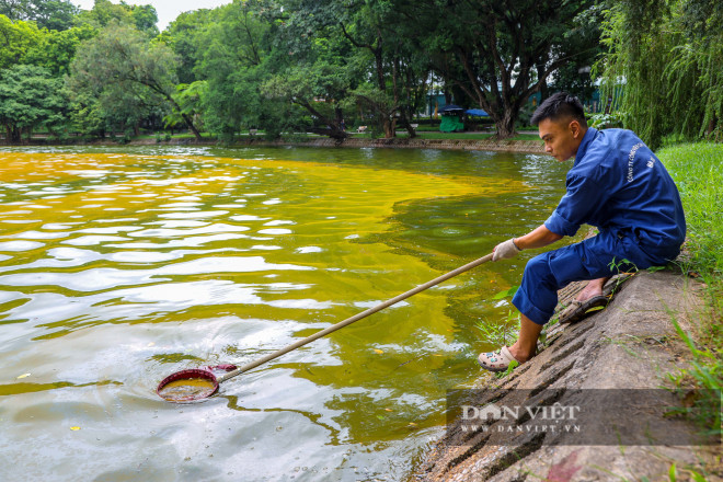 Nếu nhìn kỹ, những lớp màu vàng do tảo hình thành này loang lổ như váng dầu.